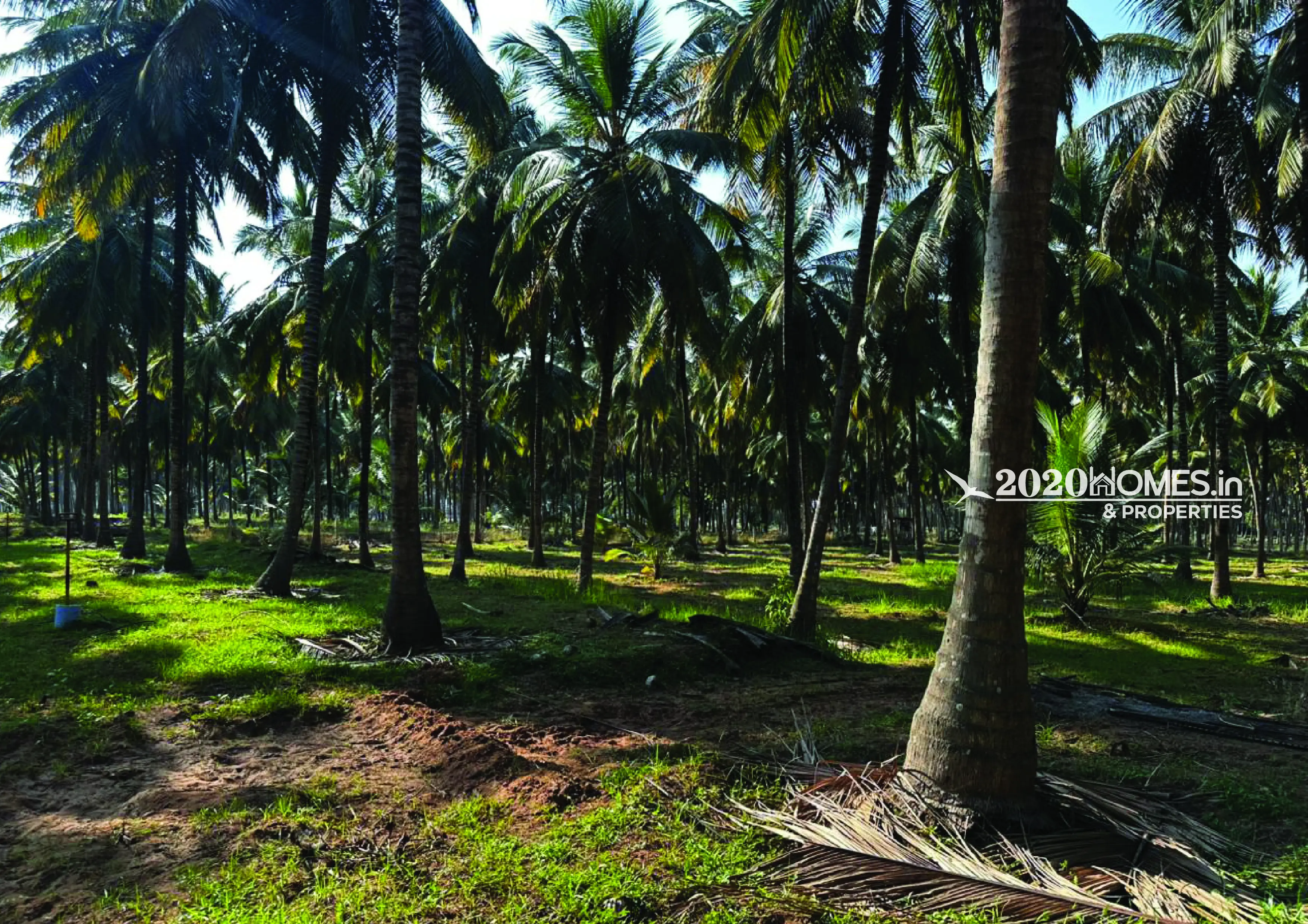 Gramam Coconut Farm Anaimalai